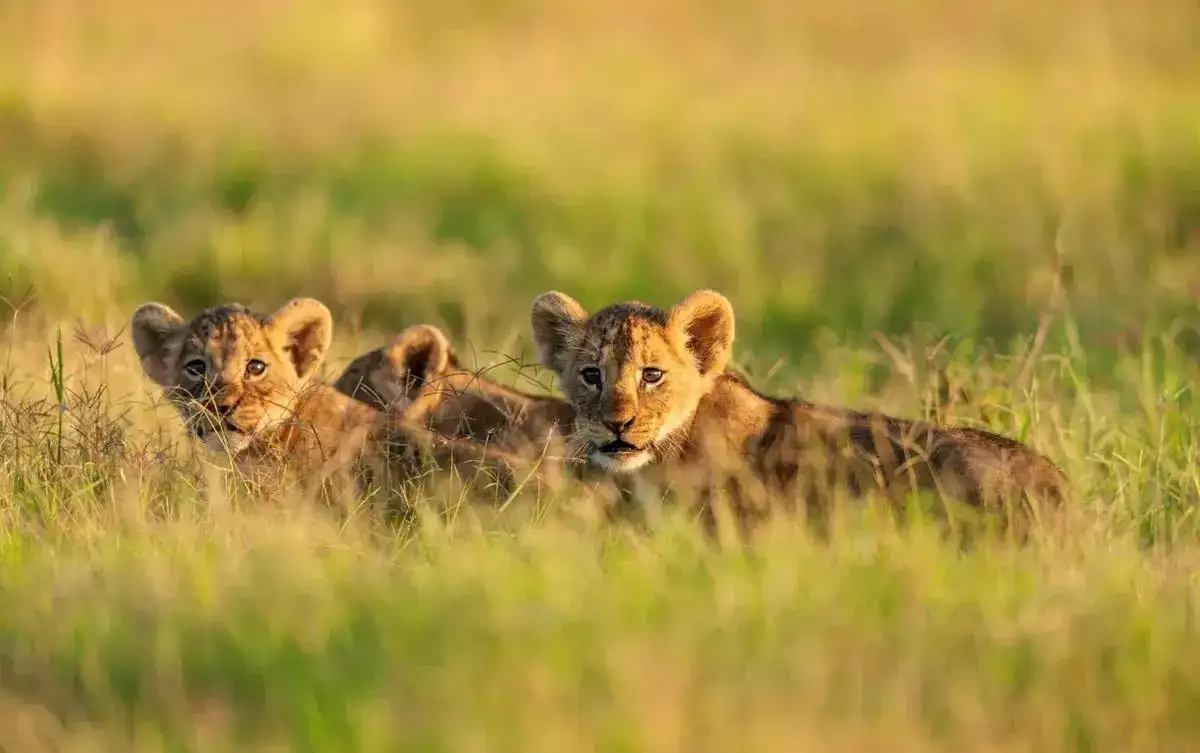 Amboseli travel advice: lions cabs in the vast savannah of amboseli national park.