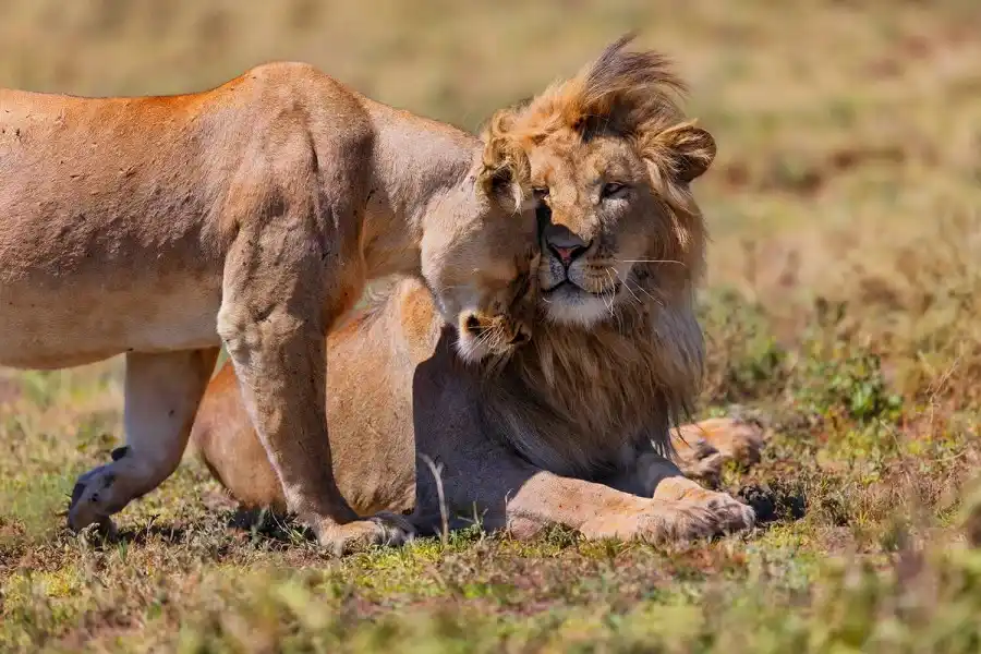 Ngorongoro crater travel advice: a striking image of a lion couple in the ngorongoro conservation area, embodying the untamed beauty of this natural wonder.