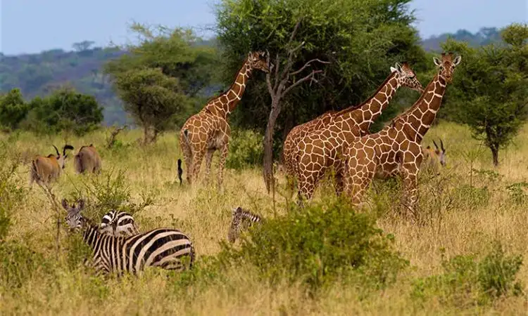 Maasai mara national park wildlife scene featuring giraffes and zebras