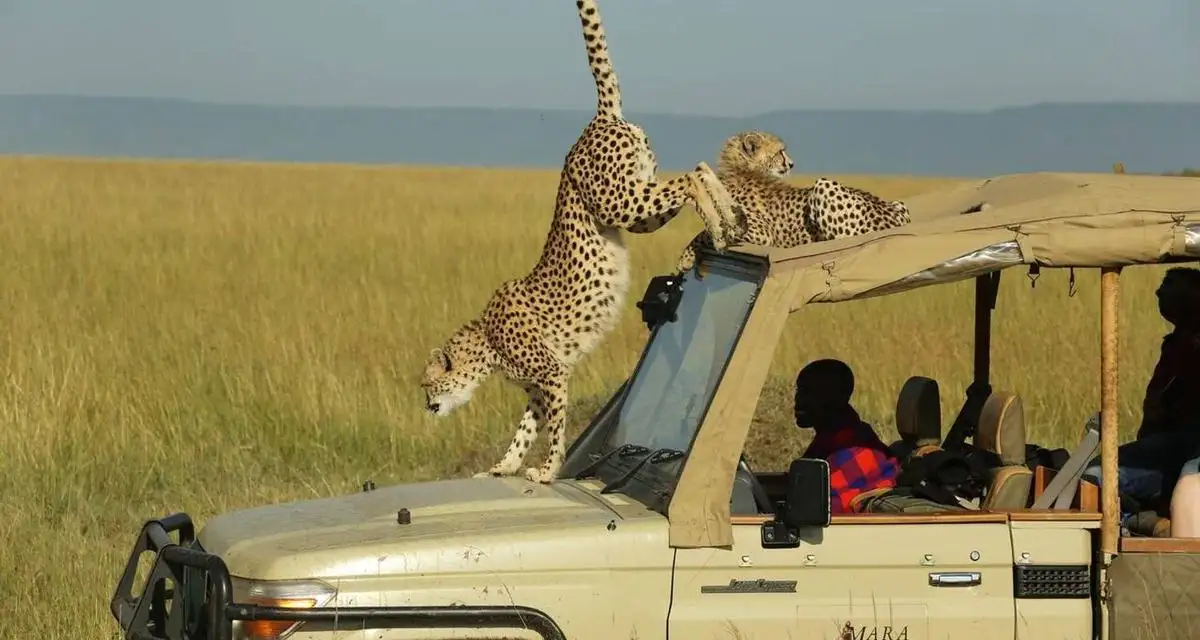 Maasai mara tours and safari - captivating image of leopards lounging on a tourist car, showcasing the untamed beauty of maasai mara wildlife.