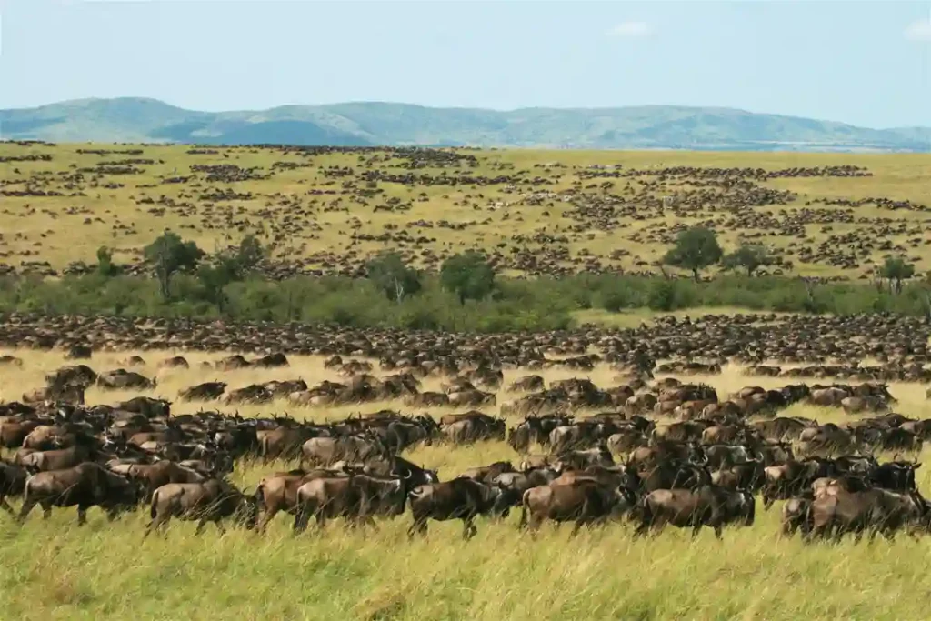 Maasai mara wildebeest great migration: a mesmerizing display of nature's wonders. Why go maasai mara? Experience the thrill of the wildebeest migration in the heart of africa's wilderness.