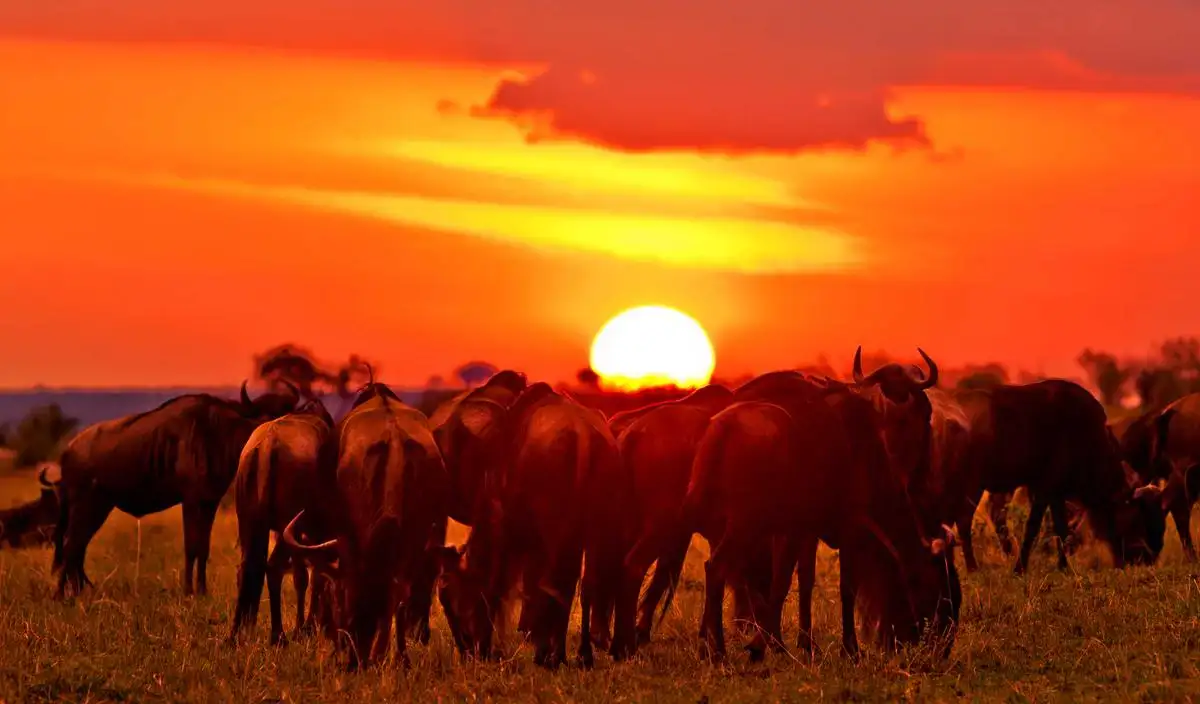 A breathtaking view of the maasai mara national park with wildebeests migrating at sunset.