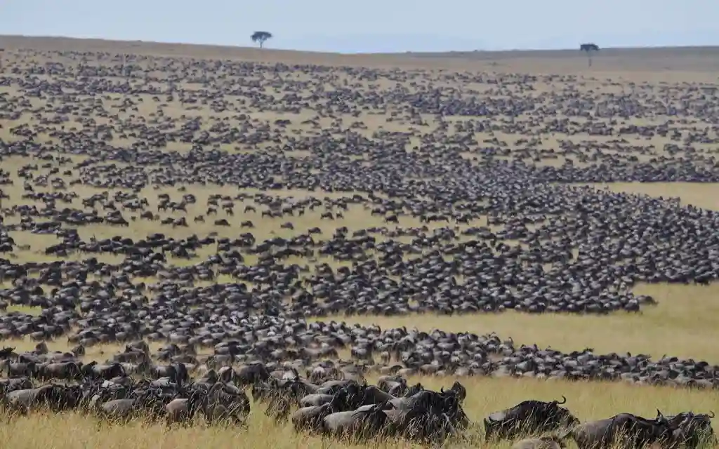 Witness the awe-inspiring maasai mara wildebeests great migration, a breathtaking natural phenomenon that unfolds with precision timing in the heart of africa.