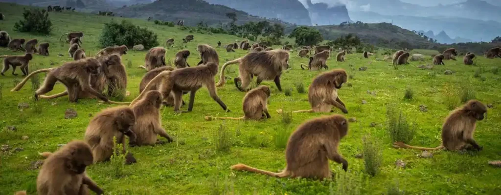 Why go mikumi national park: a captivating image of a group of monkeys, showcasing the lively wildlife at mikumi national park.