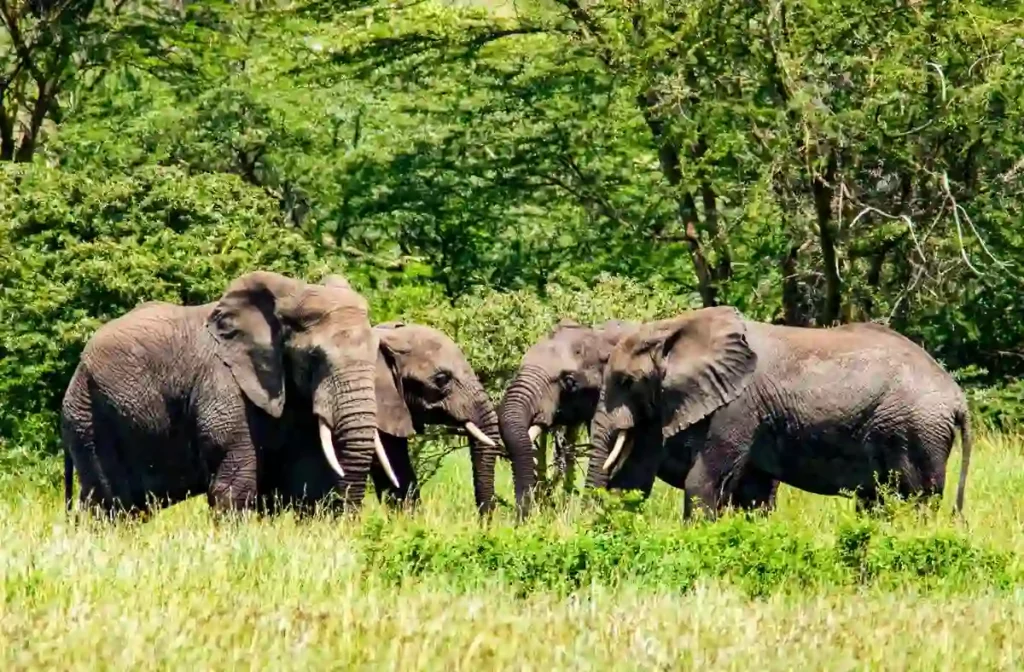 Majestic elephants on mikumi national park safari and tours