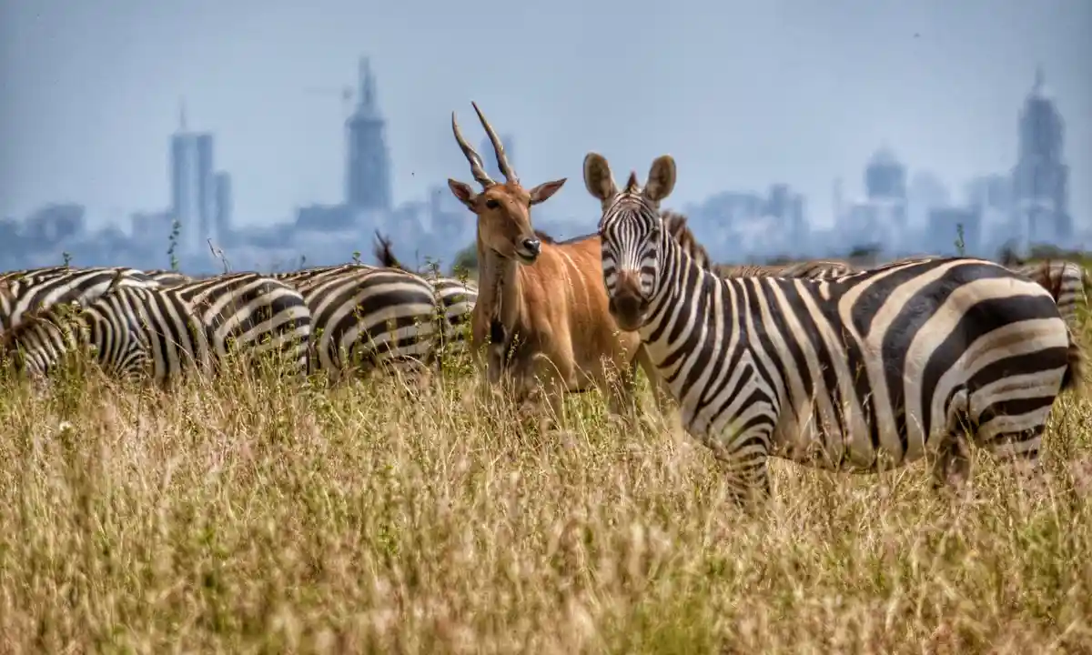 Wildlife wonders in nairobi national park: a snapshot of indigenous animals