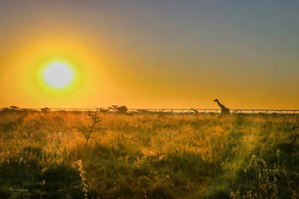 African sunset over nairobi national park, showcasing the perfect moment to visit. Witness nature's spectacle at the optimal time to go – when to explore nairobi national park for an unforgettable experience.