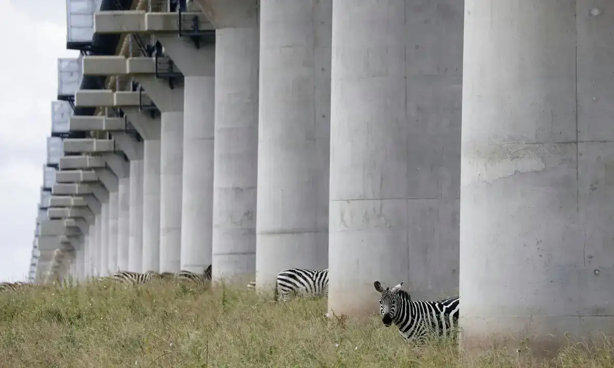Zebras in nairobi national park - discover why go nairobi national park