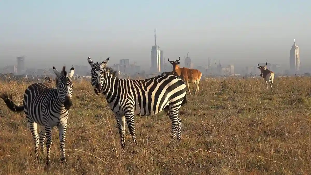 Zebras grazing in nairobi national park, showcasing the rich biodiversity of this unique wildlife sanctuary.