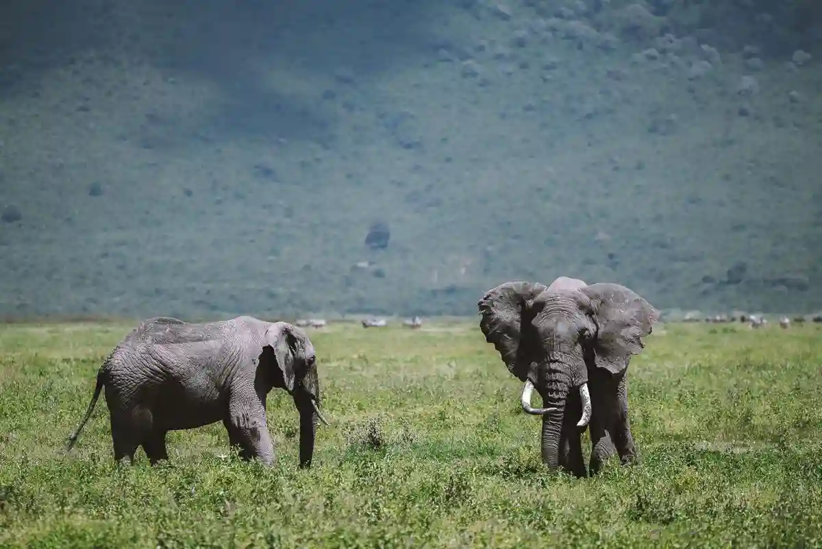 Ngorongoro crater travel advice: captivating image of elephants in the breathtaking landscape, offering essential travel tips for your unforgettable journey.