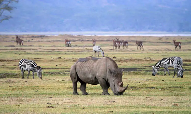 Ngorongoro crater photo featuring a serene scene with a rhino and zebras - a compelling reason 'why go ngorongoro' for nature and wildlife enthusiasts.