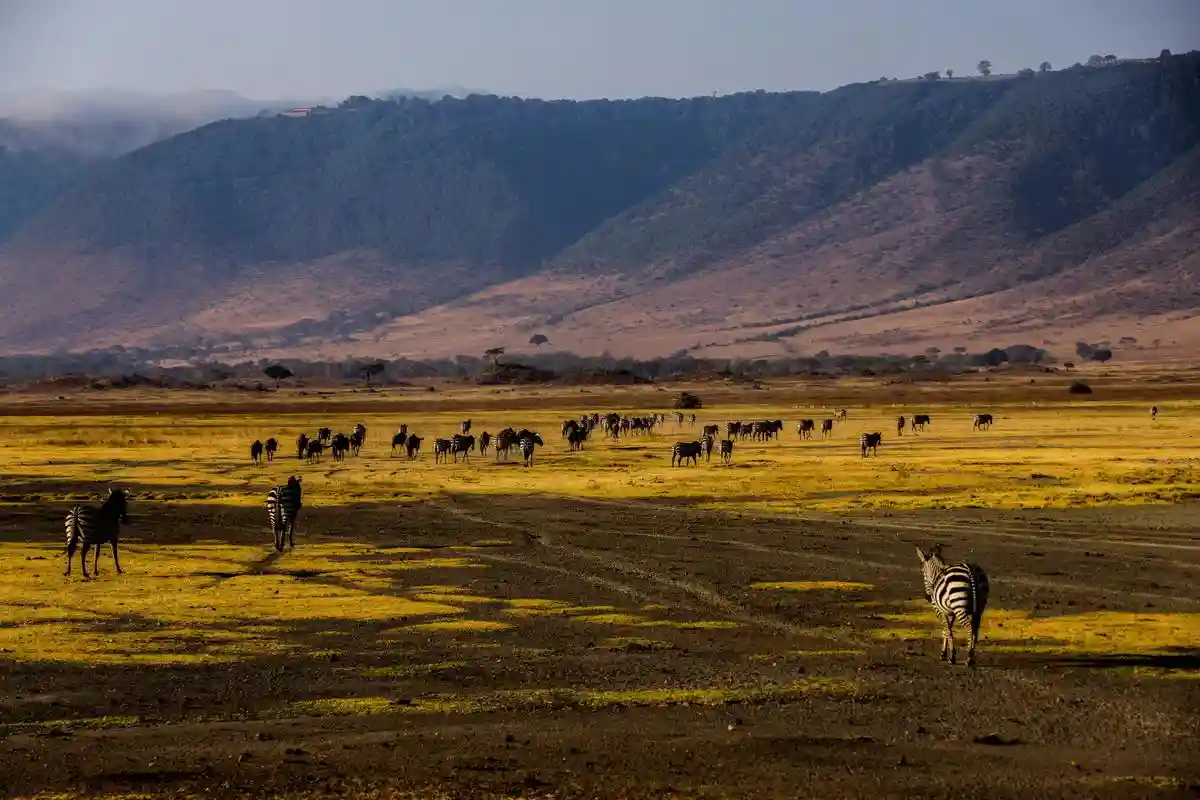 : a mesmerizing image showcasing zebras and wildebeests in ngorongoro crater - a compelling reason to explore the wonders of this natural paradise. Why go ngorongoro crater and witness the untamed beauty of african wildlife in their pristine habitat.