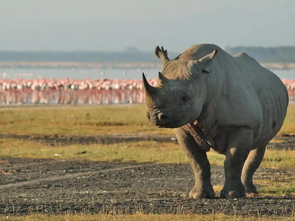 A mesmerizing scene at lake manyara national park featuring a rhino and flamingos, exemplifying the question, 'why go lake manyara? ' – a sanctuary of diverse wildlife and natural wonders.