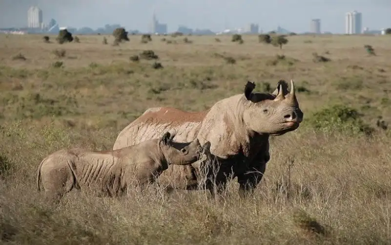 A captivating image of rhinos in nairobi national park, highlighting the splendor of wildlife in their natural habitat.