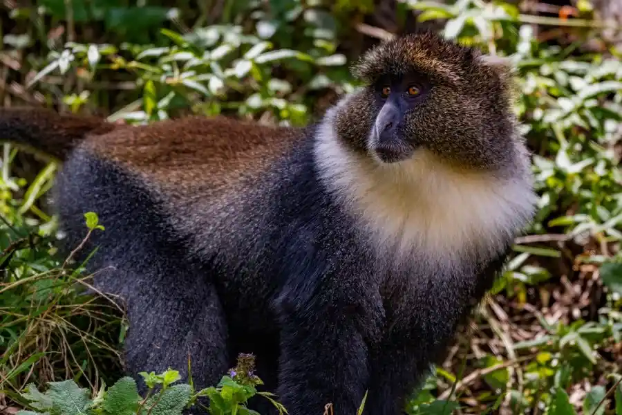 Samango monkey at aberdare national park - discover the ideal time to visit aberdare for wildlife enthusiasts. Plan your aberdare adventure and witness the captivating samango monkey in its natural surroundings.