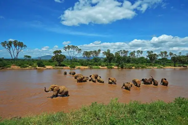 Elephants crossing ng'iro river in samburu national park, a captivating scene of wildlife in one of africa's iconic conservation areas.