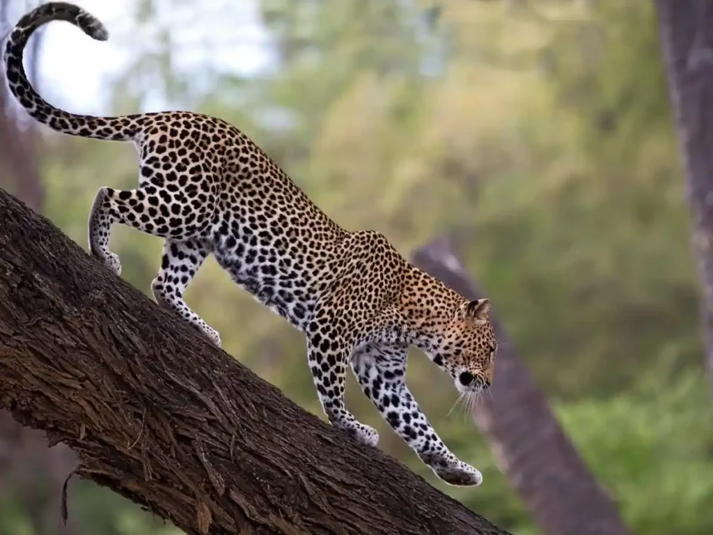 Leopards in samburu national park - experience the allure of wildlife up close. #whygosamburu