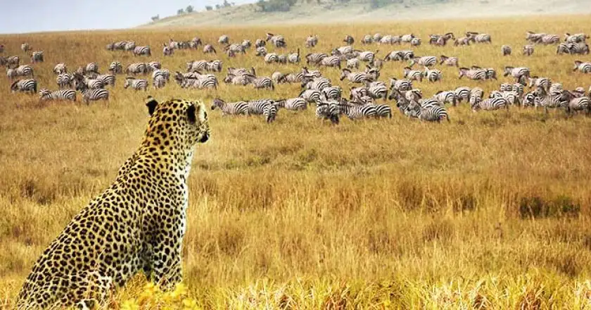 Samburu national park - leopards hunt zebras: experience the captivating dance of nature, illustrating the question 'why go samburu' with this stunning wildlife photograph.