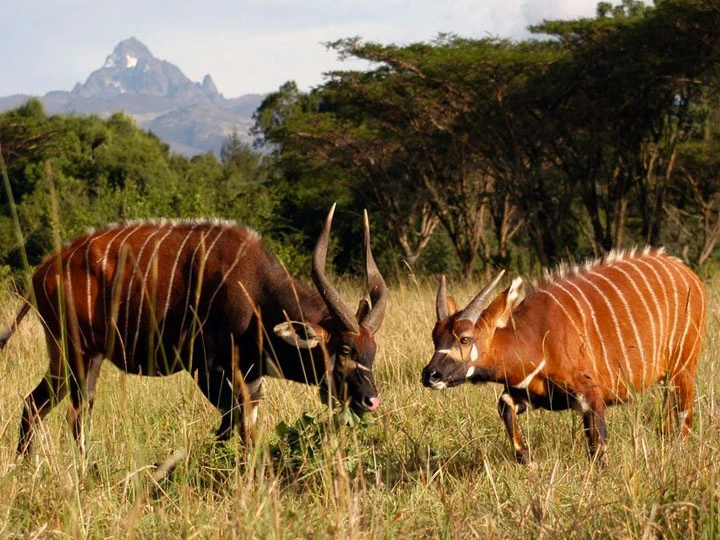 Samburu travel advice: lowland bongos grazing in samburu national park, showcasing the serene beauty of african wildlife.