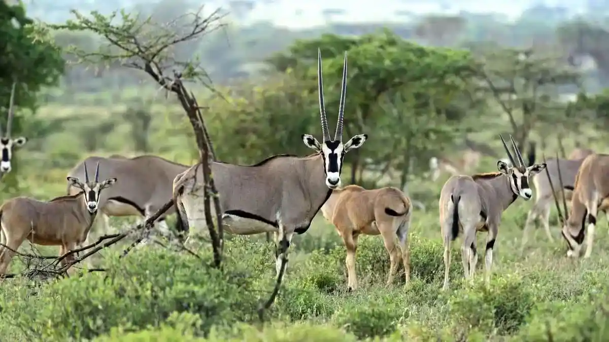 Samburu tours and safari - discover the beauty of samburu national park during the optimal season for an unforgettable wildlife experience.