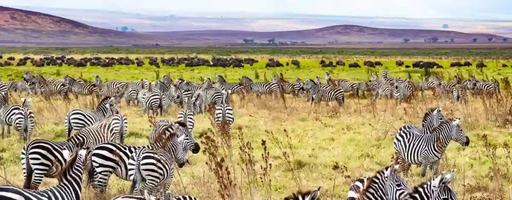 Majestic zebras and wildebeests in mikumi national park – unveiling the allure of tanzania's wildlife. Why go mikumi national park for an unforgettable safari experience.