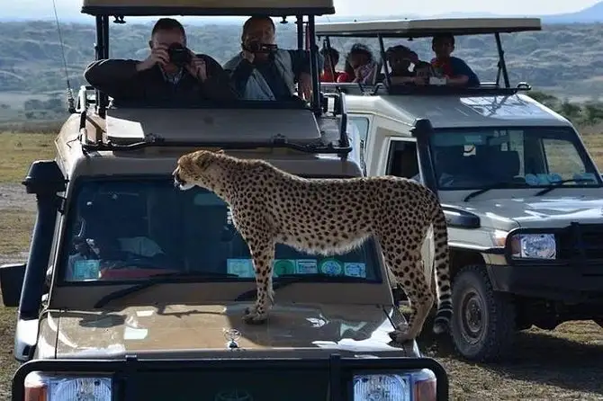 African safaris: a magnificent cheetah rests on the bonnet of a safari car, showcasing the untamed beauty of the african wilderness.