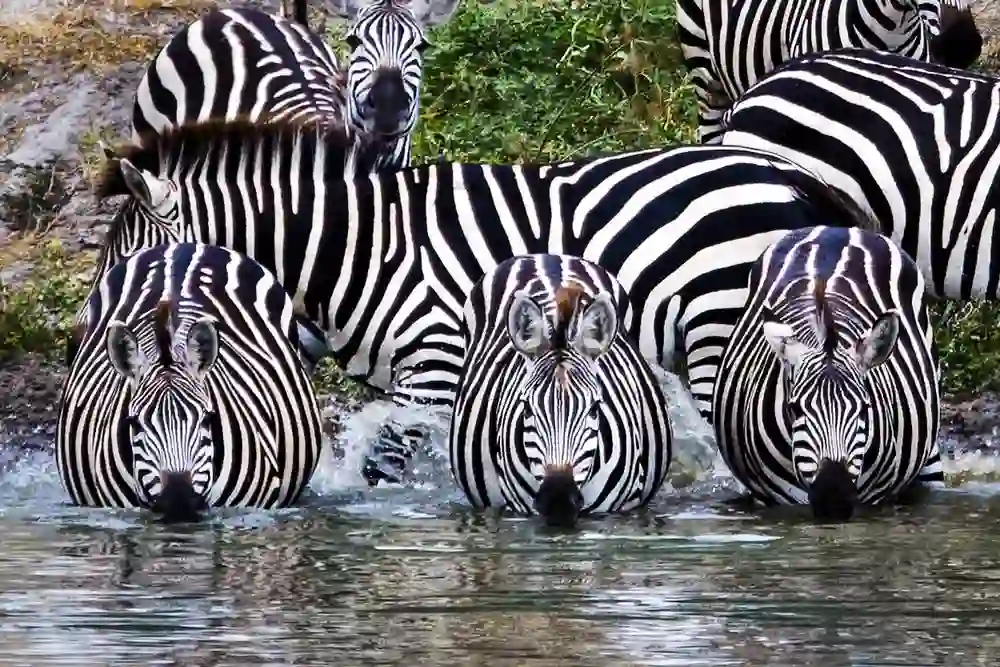 Tarangire national park - zebras drink water in a river, showcasing the natural beauty of wildlife in tarangire.