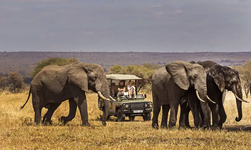Tarangire tours and safari: captivating image of majestic elephants, the giants of the savannah, in their natural habitat at tarangire national park.