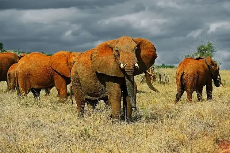 A breathtaking image of elephants, the giants of amboseli national park. Immerse yourself in amboseli travel advice and witness the untamed beauty of these majestic creatures in their natural habitat.