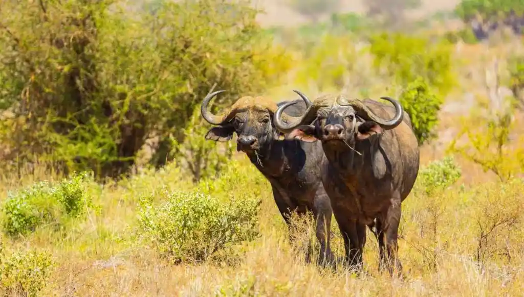 When to go tsavo west: majestic buffalo grazing in kenya's national park