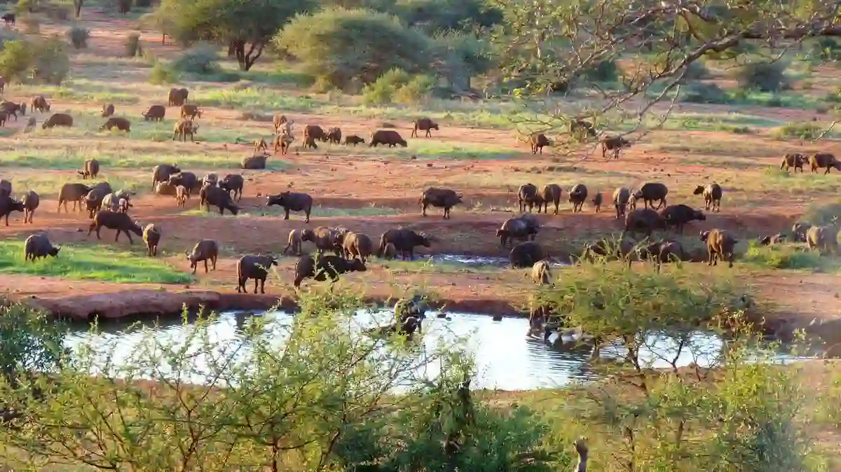 Tsavo west national park - buffalos: explore the wilderness and witness buffalos in their natural habitat. Plan your visit and discover 'why go tsavo west' for an unforgettable safari experience.