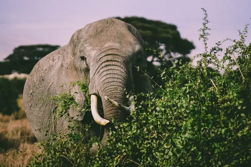Majestic elephants roaming free in tsavo west national park