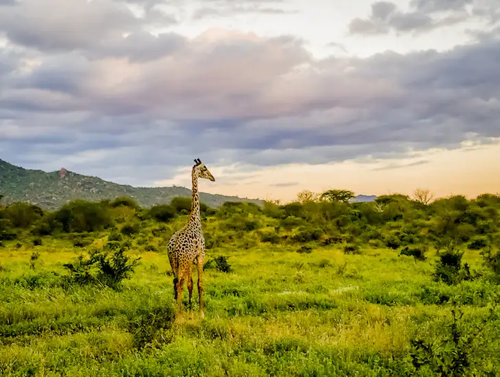 A giraffe gracefully grazing in tsavo west national park - a compelling reason to explore the wonders of this wildlife sanctuary.