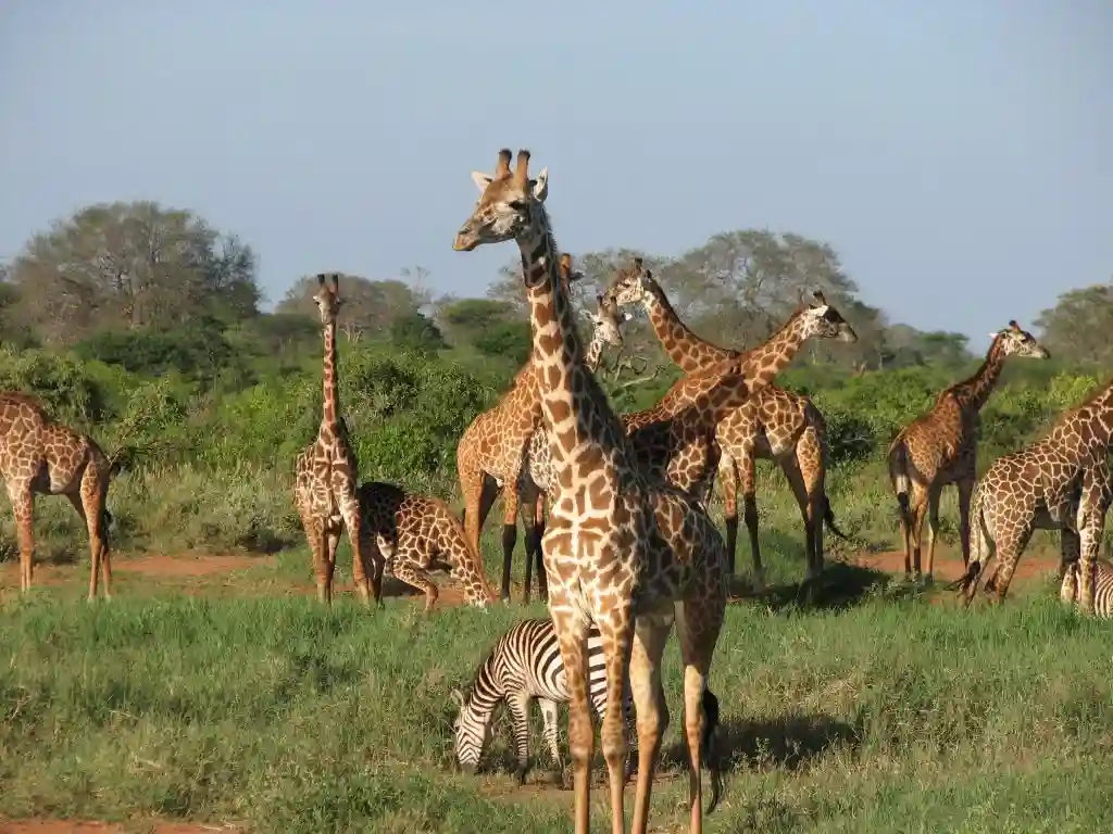 Tsavo west travel advice: giraffes and zebras grazing in the wild