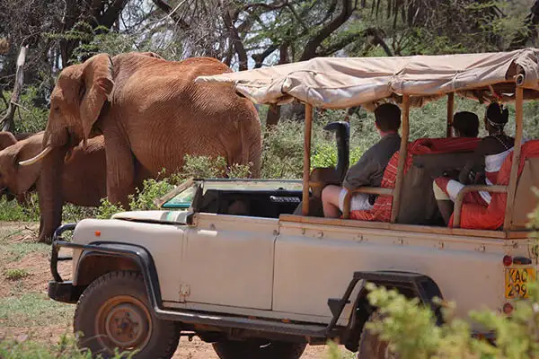 A magnificent elephant, symbolizing the rich wildlife of tsavo west travel articles, featured in our travel articles.