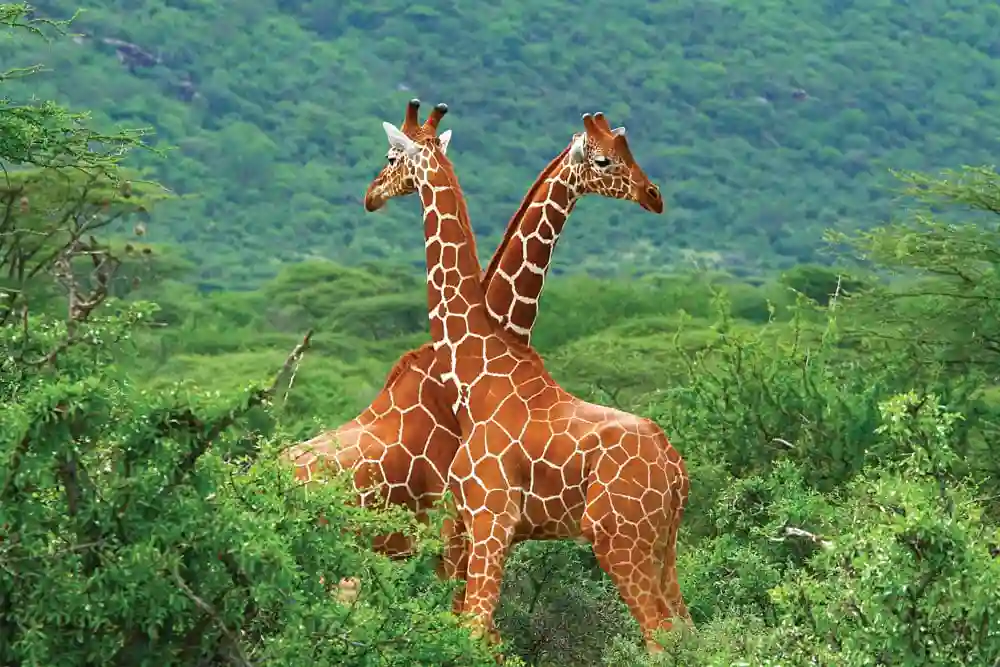 Two majestic giraffes at samburu national reserve, kenya - why go samburu