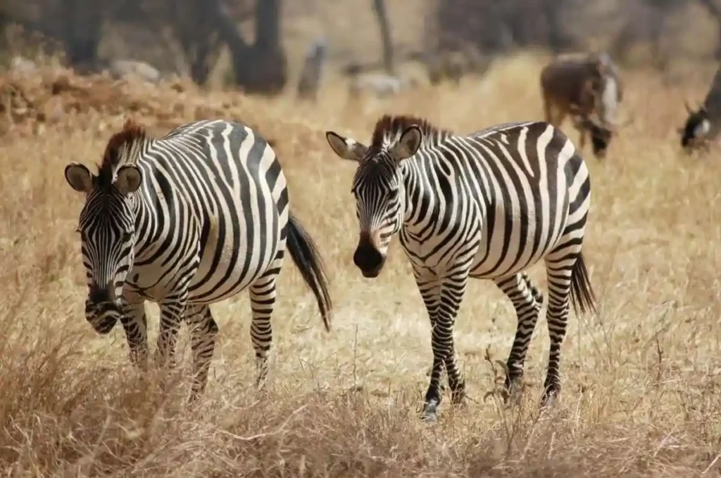 Striped majesty in tarangire: a captivating encounter with two zebras