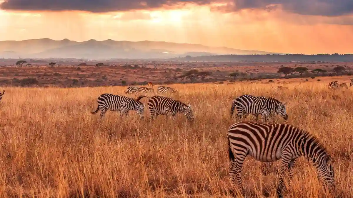 Zebras grazing at nairobi national park during sunrise - ideal time to visit for wildlife enthusiasts - when to go nairobi national park.