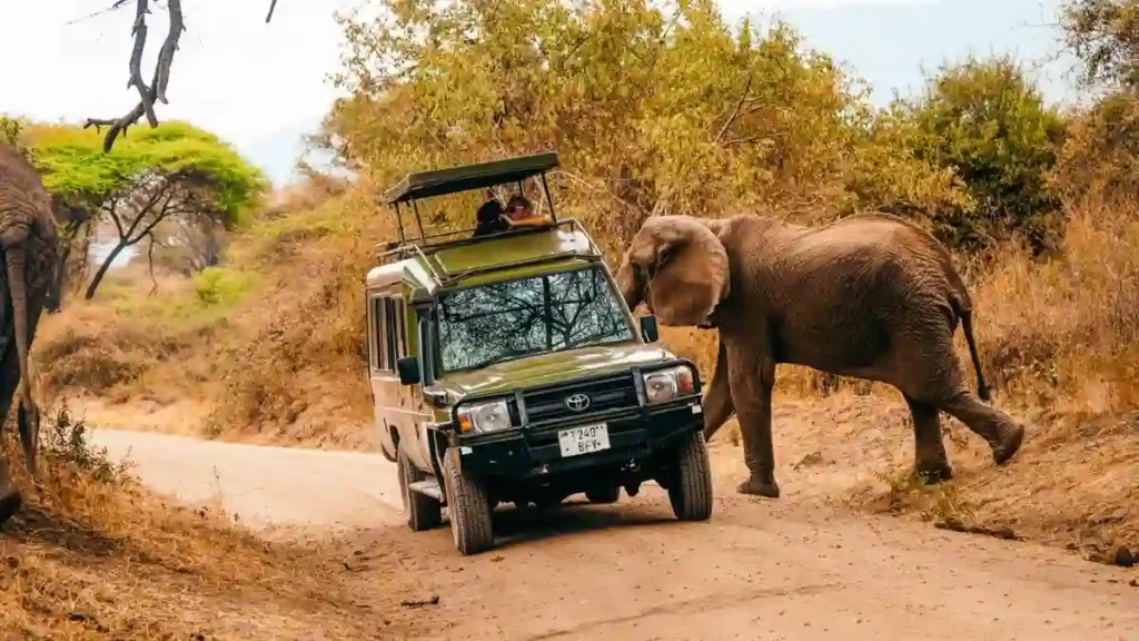 Elephants on the move at lake manyara national park - discover the best time to visit with our guide on 'when to go lake manyara.