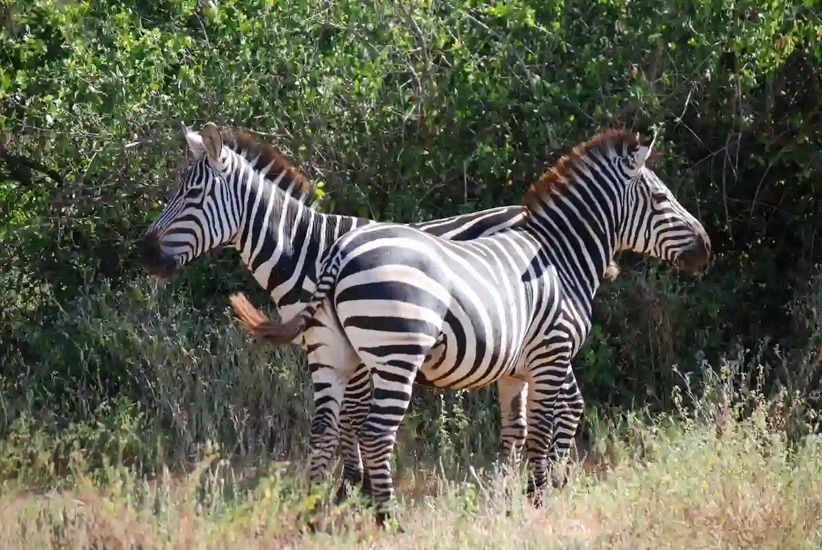 Zebras grazing in the splendor: when to go lake manyara national park
