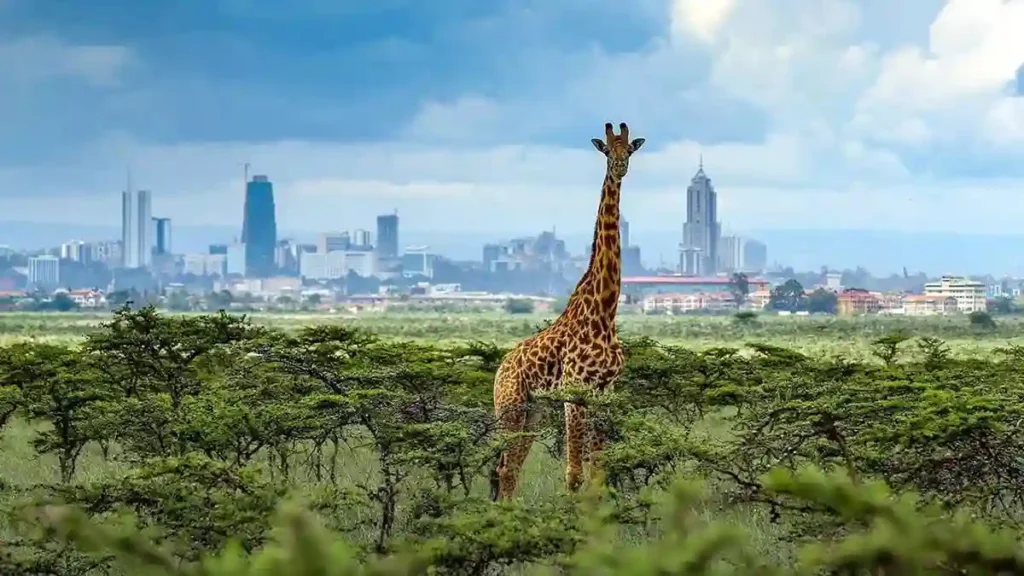 Giraffe in nairobi national park with city skyline - why go nairobi national park
