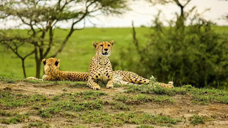 Why go tarangire - a magnificent cheetah in full stride, embodying the allure of tarangire national park's wildlife. Plan your safari adventure now