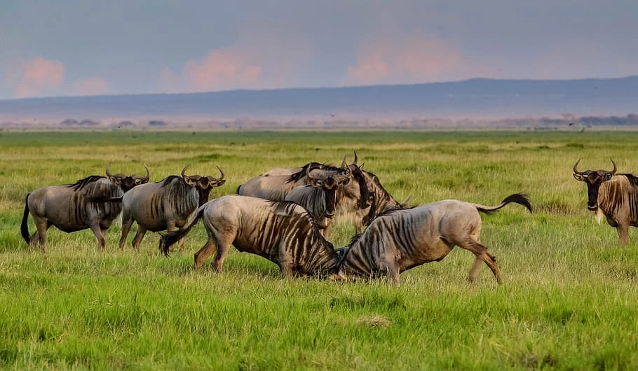 Wildebeest play fight in amboseli national park - when to go amboseli