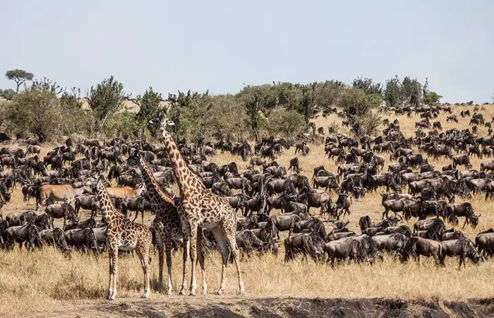 Maasai mara travel advice: a picturesque view of wildebeest and giraffes at maasai mara national park, illustrating the captivating wildlife experiences awaiting travelers. Plan your safari with expert advice.