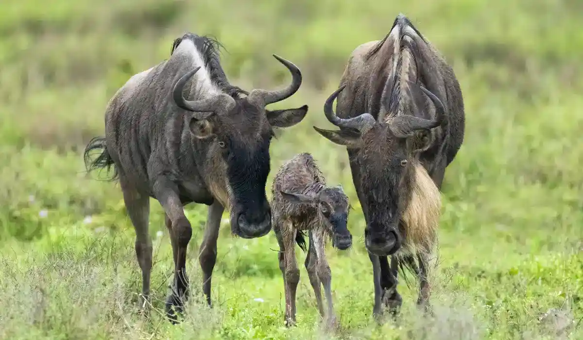 Wildebeest giving birth to a baby at lake manyara - when to go for the ultimate wildlife experience