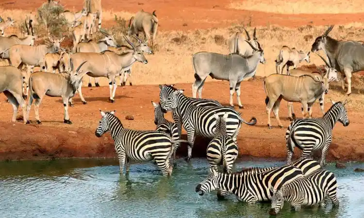 Zebras and eland grazing in tsavo west national park