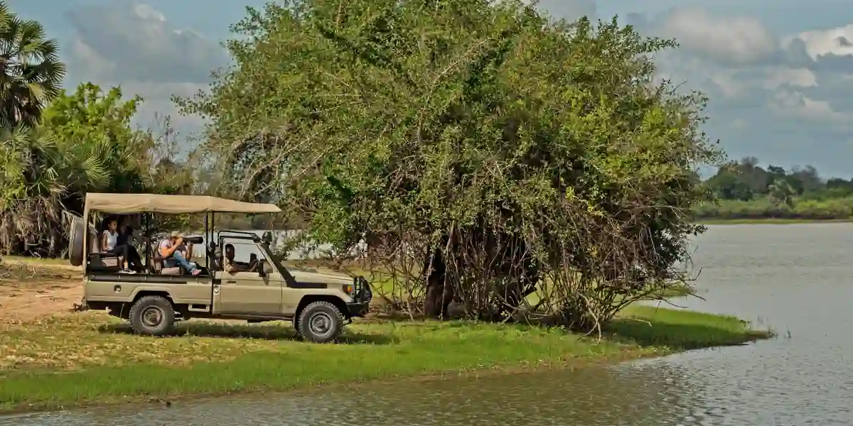 Nyerere travel advice - explore the wonders of nyerere national park on a thrilling game drive, encountering diverse wildlife in their natural habitat.