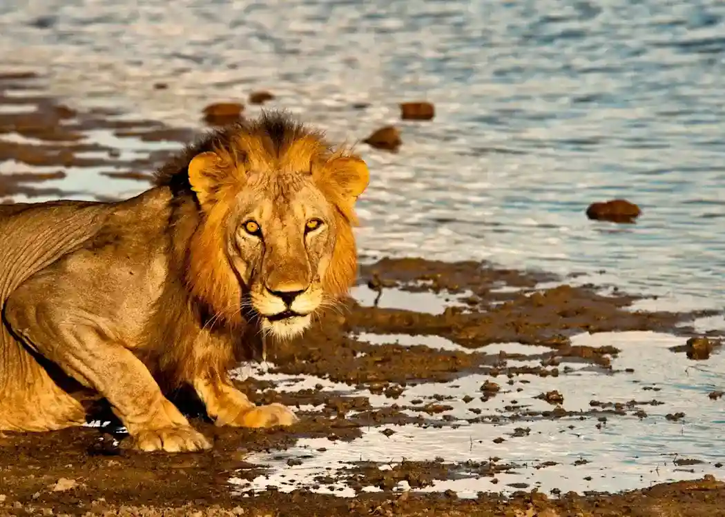 Majestic lion drinking water in the selous national park, now nyerere national park – a must-see moment when planning your visit to this incredible wildlife destination. Discover why and when to go to nyerere national park.